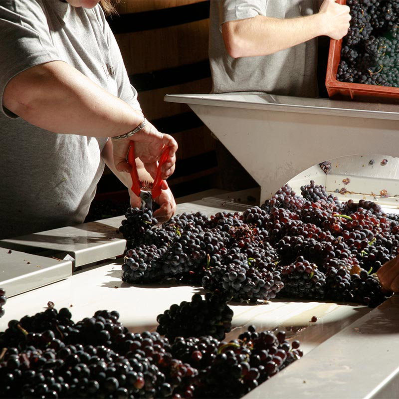Workers sorting freshly harvested dark grapes on a winery processing line during the grape harvest.